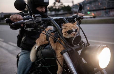 Dans l'œil de Yasuyoshi Chiba : chat à toute vitesse