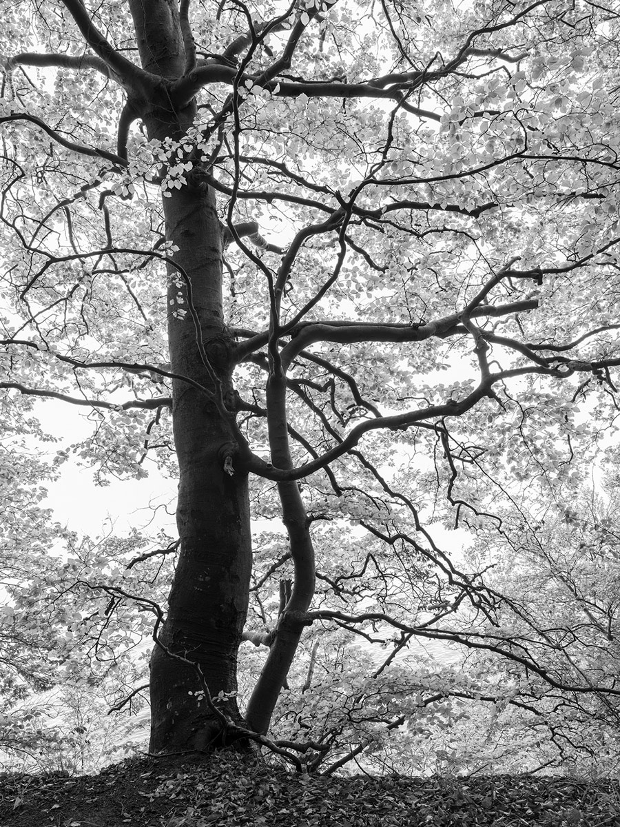 Chaumont-Photo-sur-Loire : l'émerveillement de nature