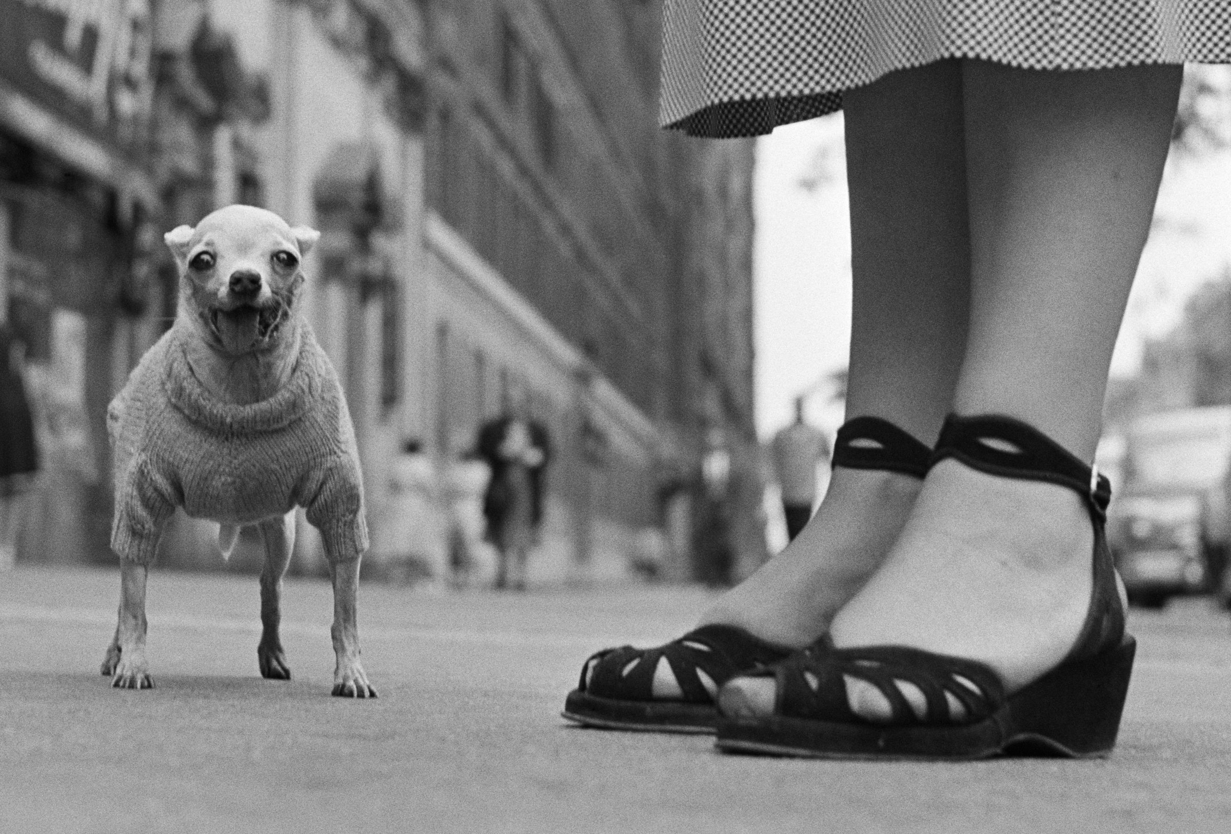 Elliott Erwitt : But Seriously