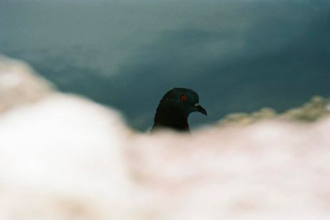 Gangs de chats, pigeons dérobés ou espions : ces séries de photos sur les animaux