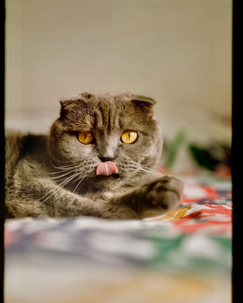 Chat qui se lèche les babines