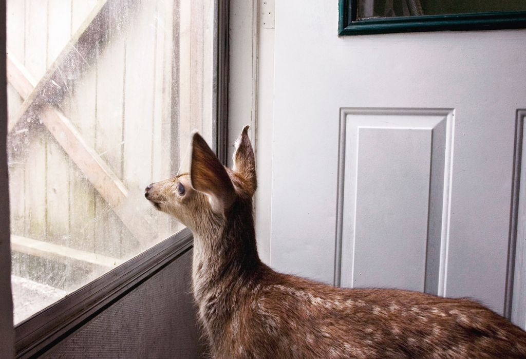 Photographie d'Annie Marie Musselman montrant une biche blessée regardant par la fenêtre