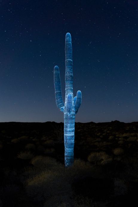 Julien Lombardi remporte le prix Photographie & Sciences 2024