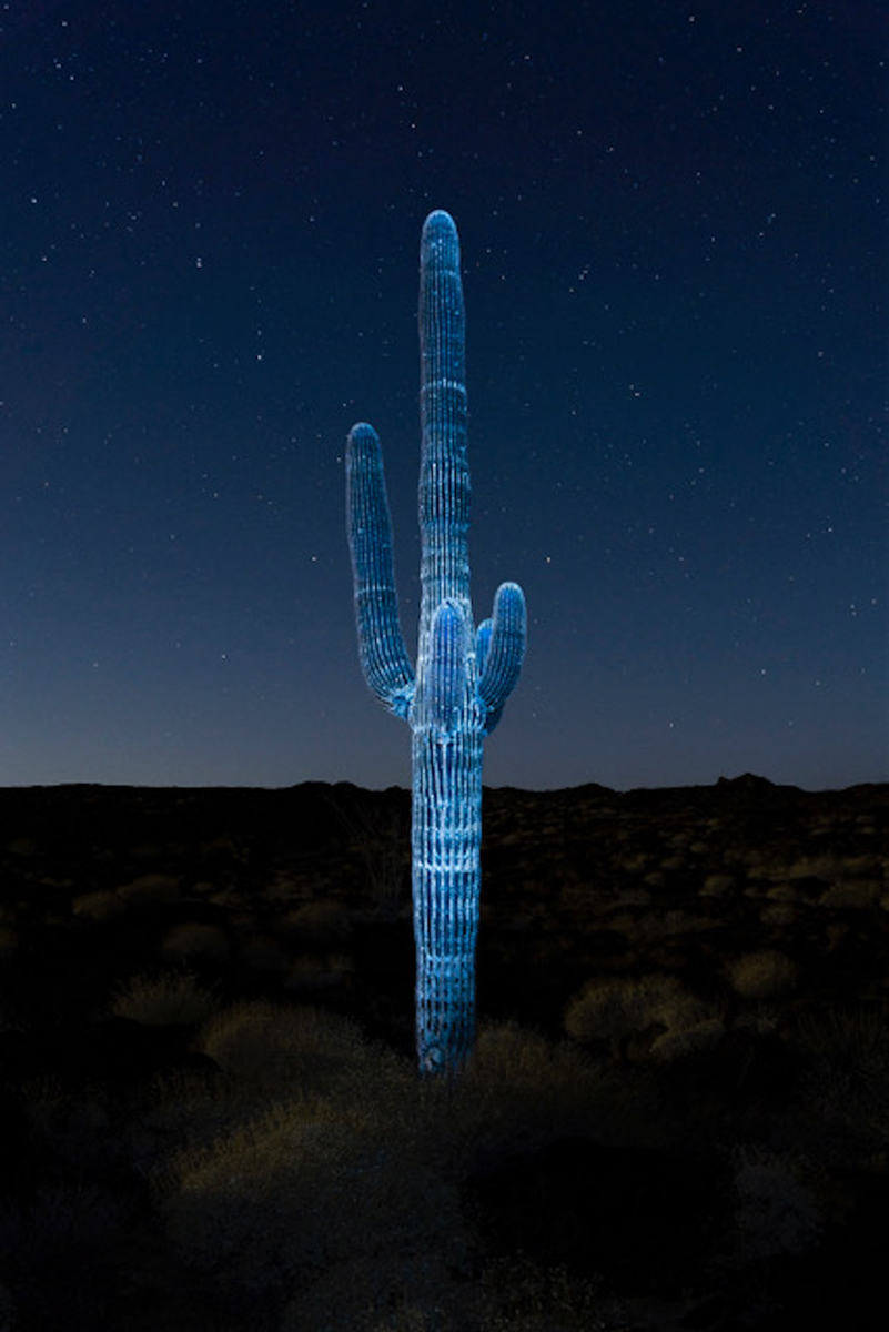 Julien Lombardi remporte le prix Photographie & Sciences 2024