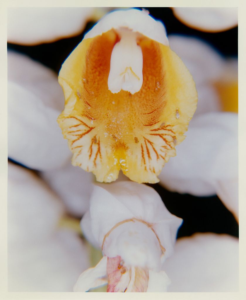 Une orchidé jaune