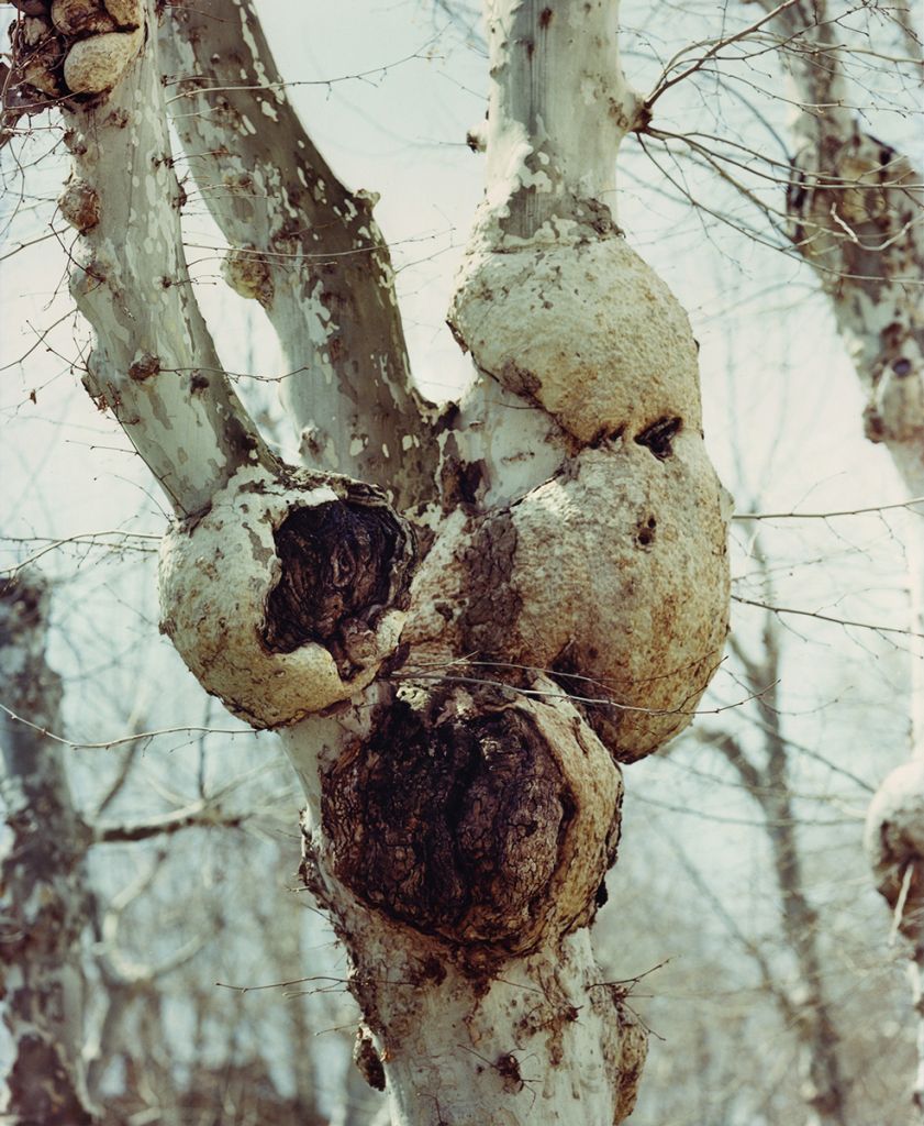 Photographie de Balázs Turós montrant des arbres