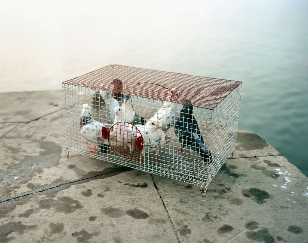 Photographie de Balázs Turós montrant des pigeons en cage