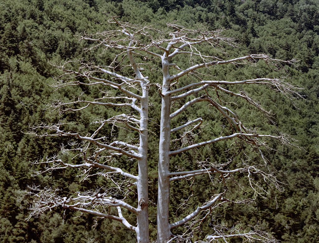 Photographie de Balázs Turós montrant des arbres dans la forêt