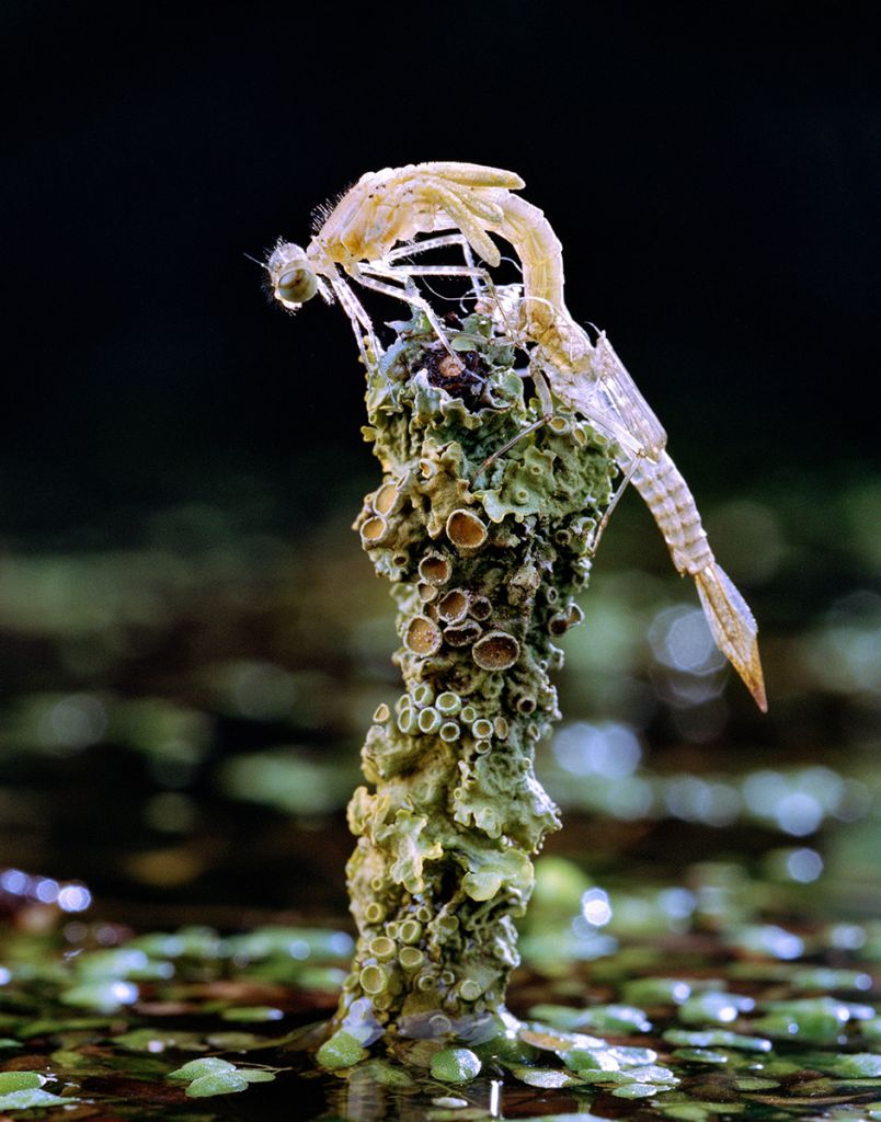 Photographie de Balázs Turós montrant un insecte sur un rocher