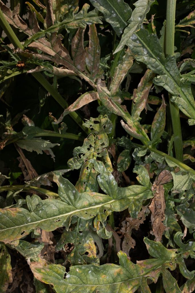 feuilles vertes dans la nuit