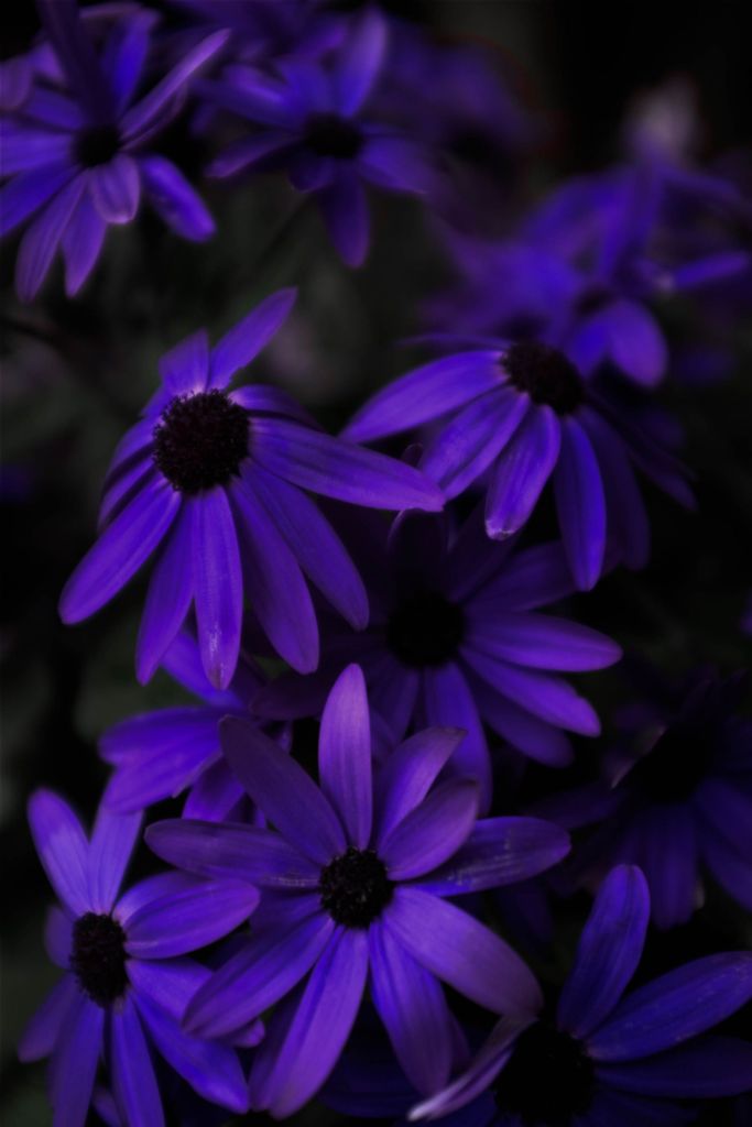 fleurs violettes