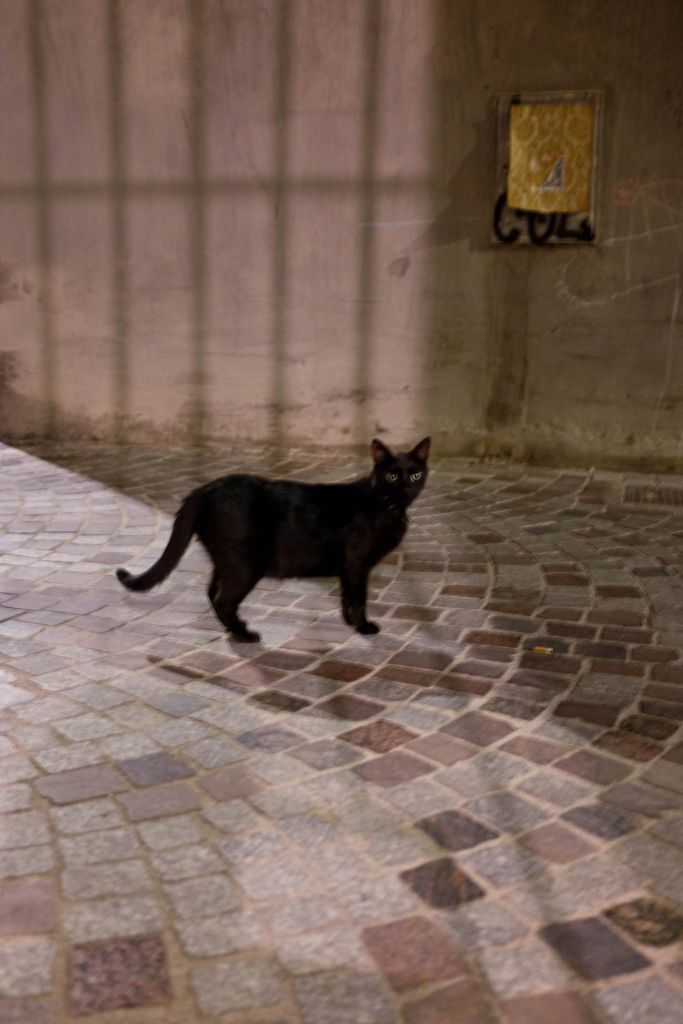 chat noir sur des pavés