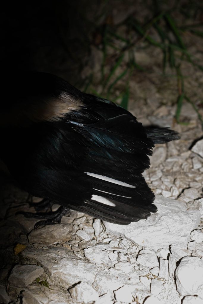 plumes d'un oiseau capturé par un flash