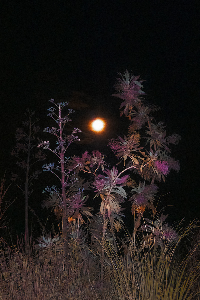 Paysage d'arbre et de fleurs dans la nuit.