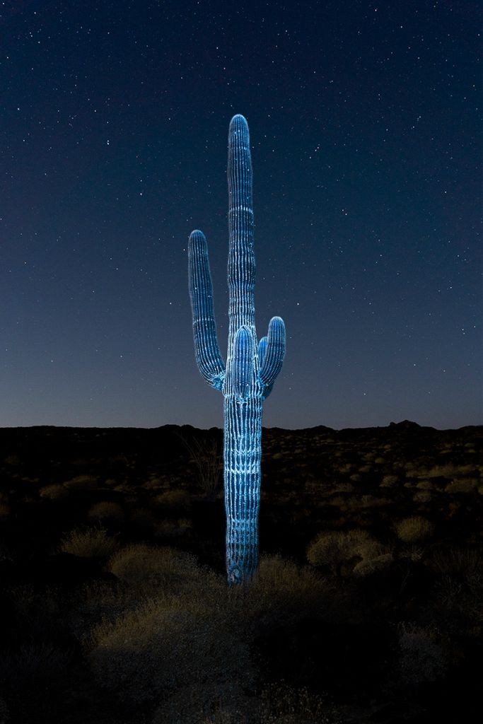 Cactus fluorescent dans une nuit étoilée