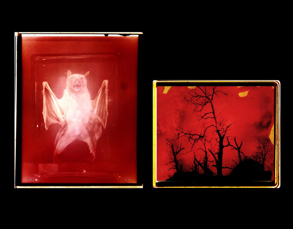 Chauve-souris et paysage sur fond rouge