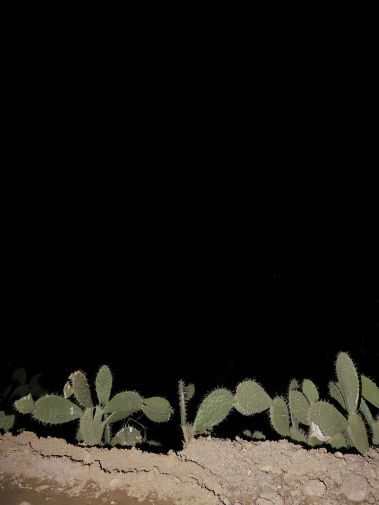 Paysage nocturne avec cactus