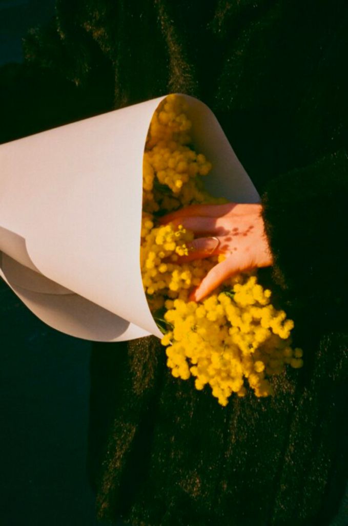 Main plongée dans un bouquet de mimosa