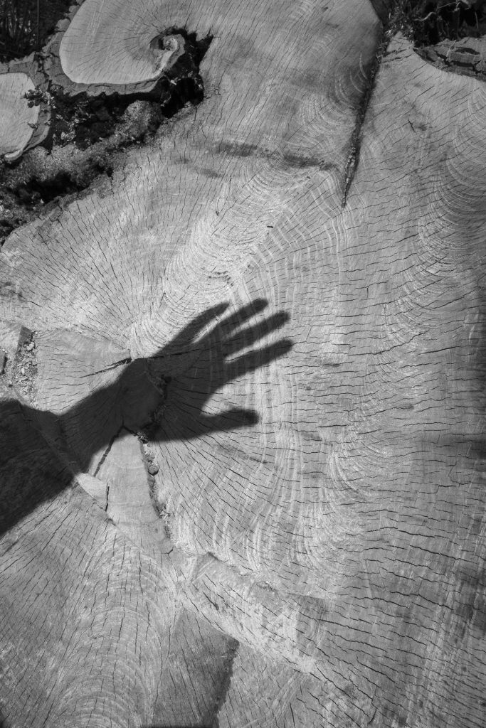 ombre d'un main sur la souche d'un arbre en noir et blanc