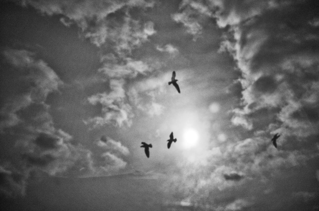 Oiseaux qui volent dans un ciel lumineux parsemé de nuages en noir et blanc