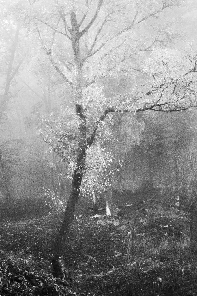 Un arbre sans feuille en noir et blanc