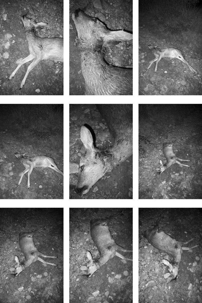 Mosaïque d'images d'une biche morte