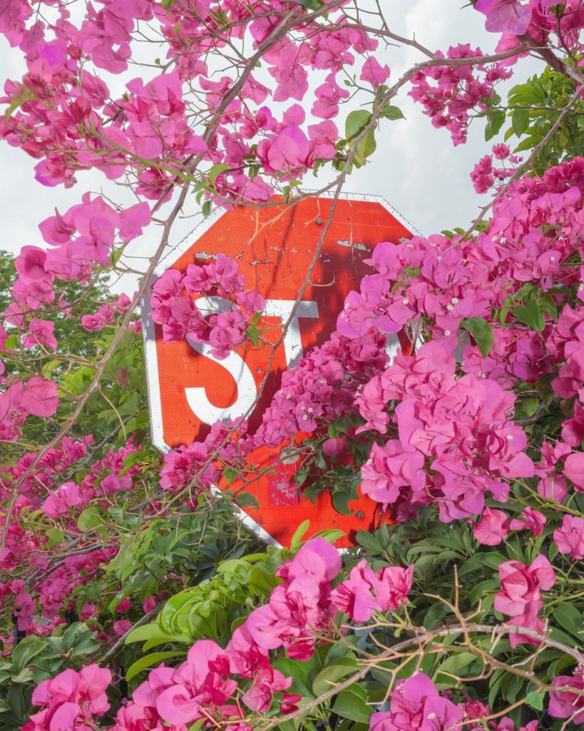 Panneau "Stop" caché par un bougainvillier en fleur