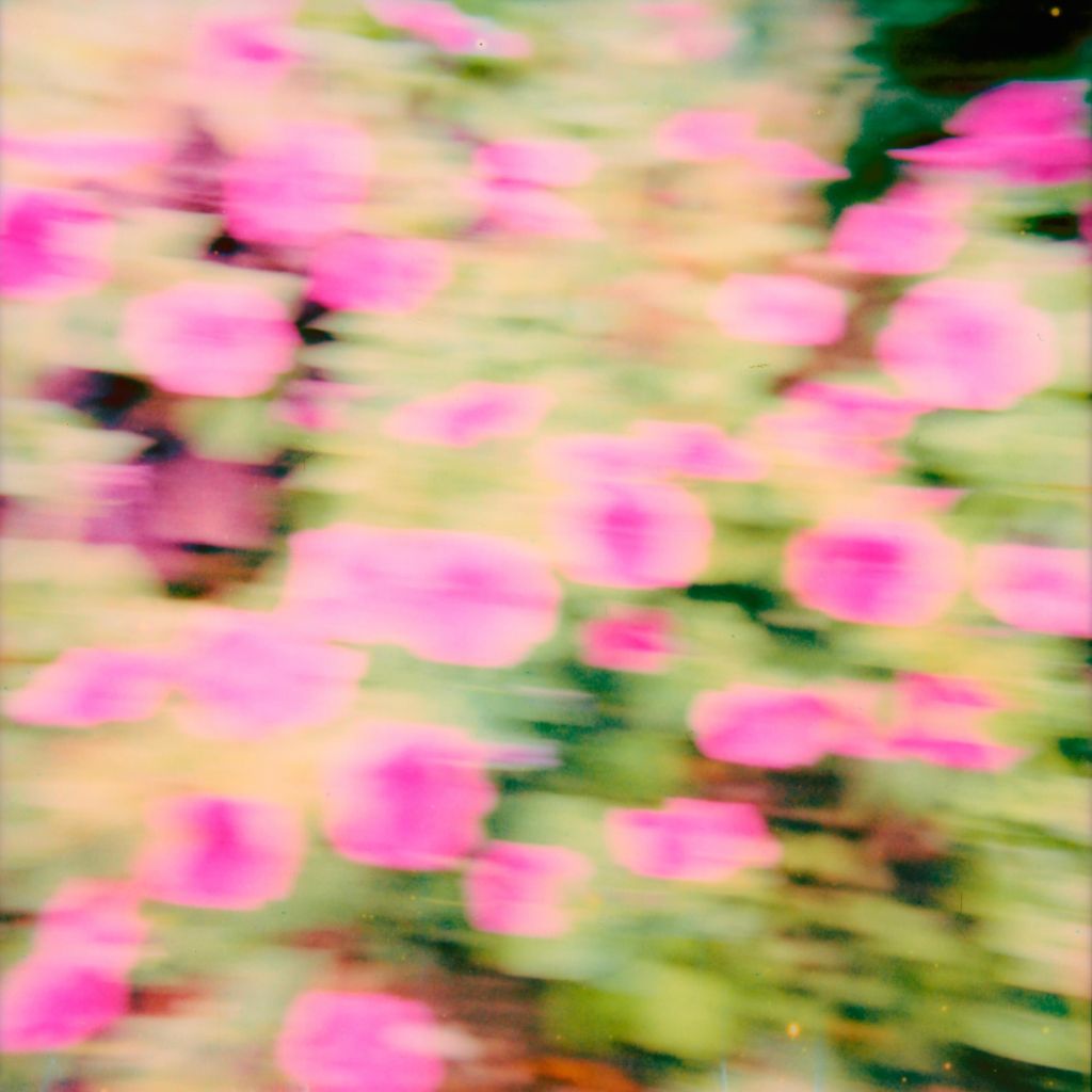 Champ de fleurs, flou artistique