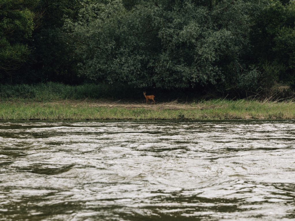 Un biche sur le rivage