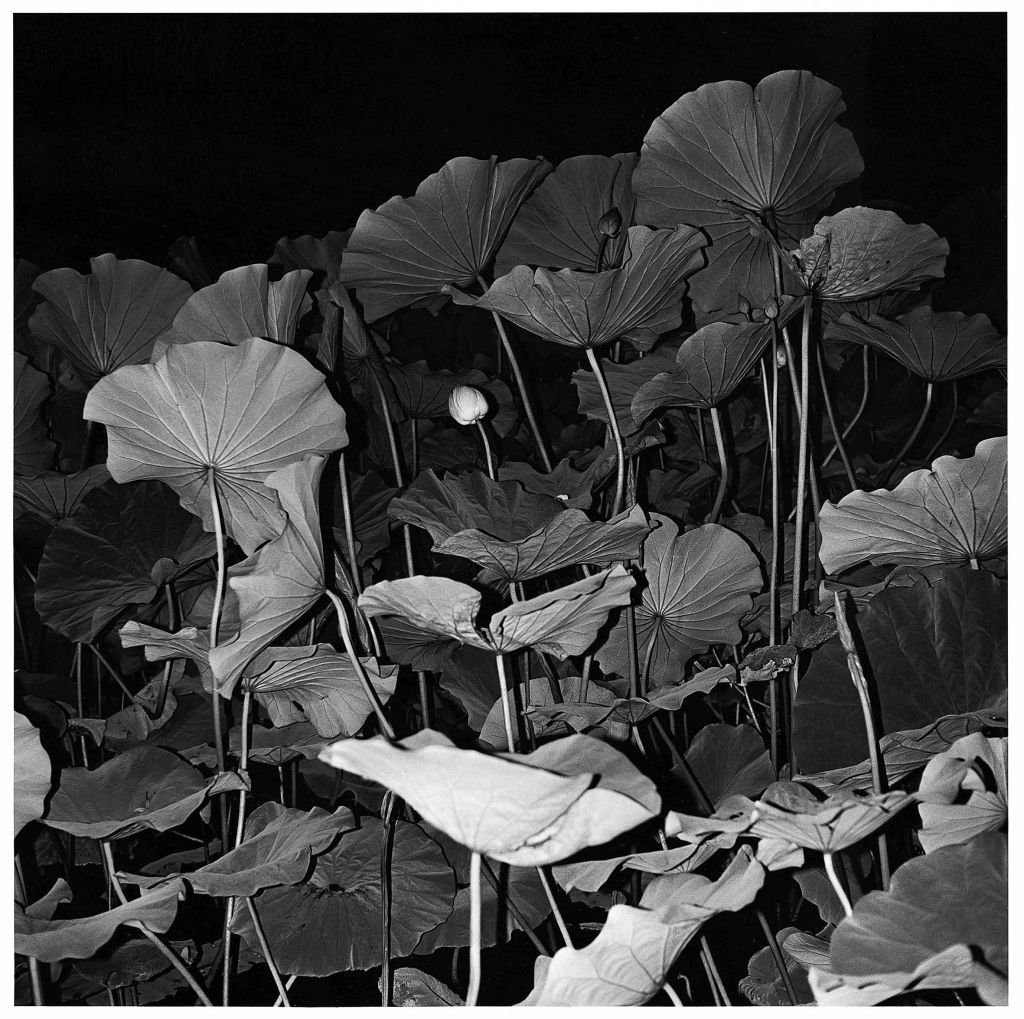 Grandes feuilles