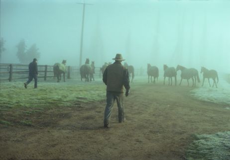 Murmure à l'oreille des chevaux