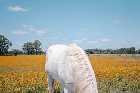 Cody Cobb et ses portraits de nature