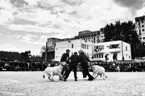 "20 cents" : une pièce, des dizaines de combats de moutons