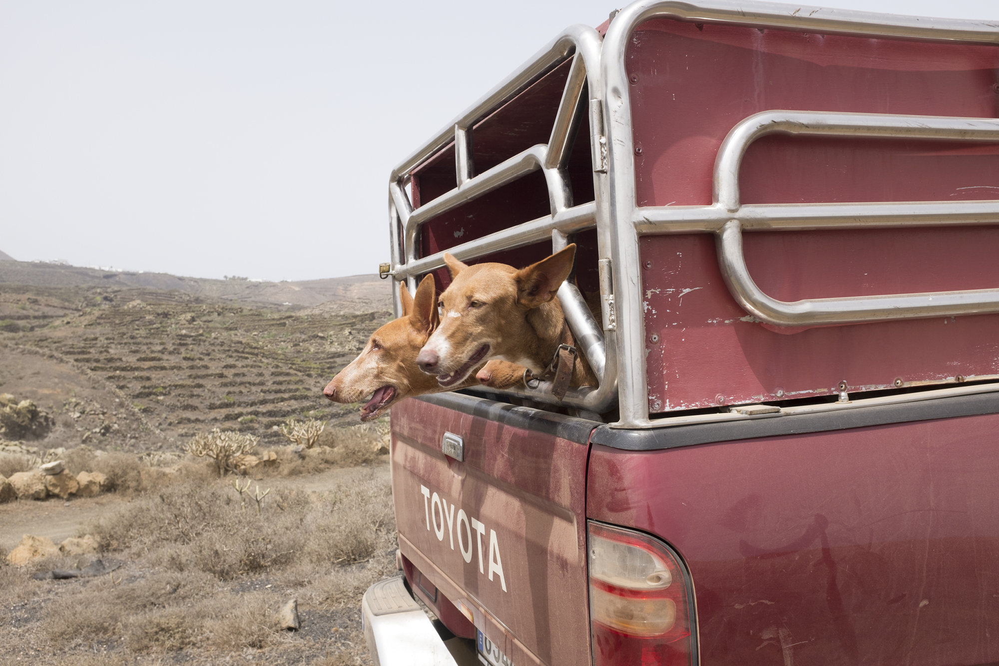 Chasse, nature et photographies