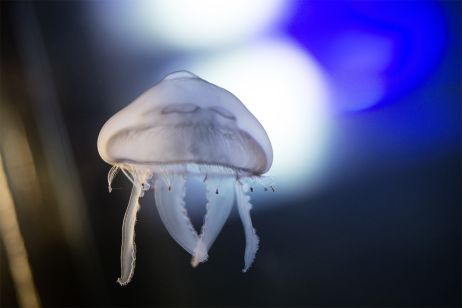 Plongée dans l'océan