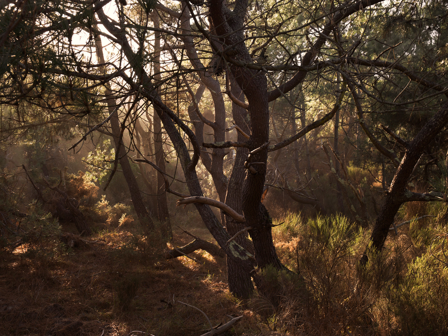 Les Landes : un territoire et des traditions