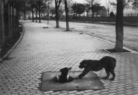 Pentti Sammallahti, un travail d'orfèvre