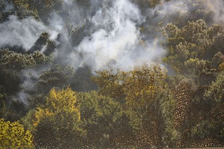 « The Spectre » : l’esprit de la forêt