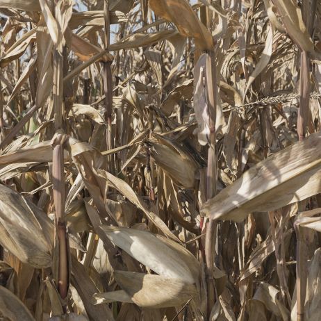 « En plus de se battre contre leur maladie, les victimes des pesticides luttent contre l’administration. »