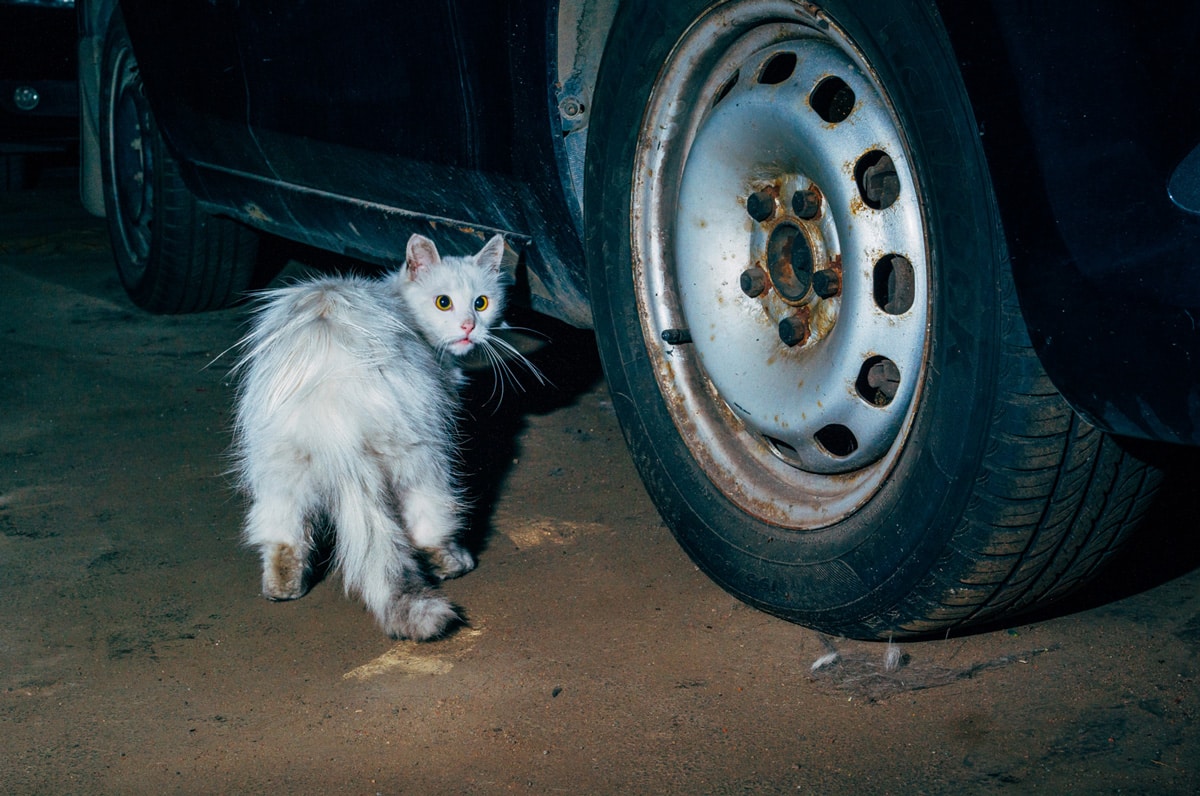 Gangs of cats