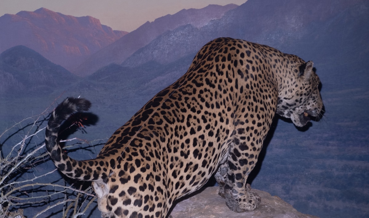 Safari on display – taxidermy and kitsch in New York City