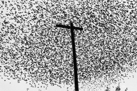 « Graciela Iturbide, Heliotropo 37 » : voyages en terres iconiques