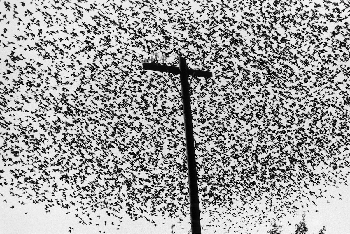 « Graciela Iturbide, Heliotropo 37 » : voyages en terres iconiques