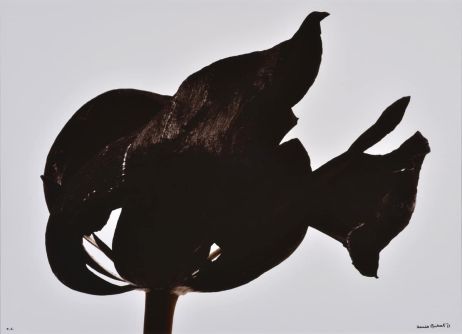 Chaumont-Photo-sur-Loire : là où la nature se révèle, l’existence se romance