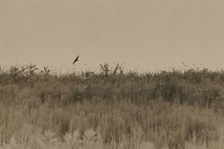 « Sasanami » : l'appel à la méditation de Yamamoto Masao